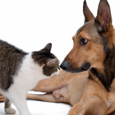 Individualized Pet Care Individualized Pet Care