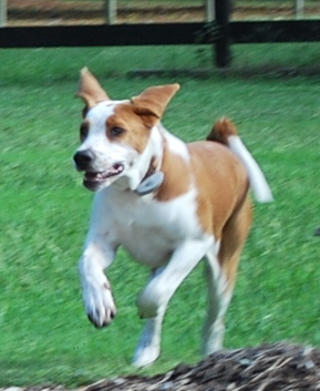 Bella