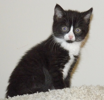 Panda needs a home