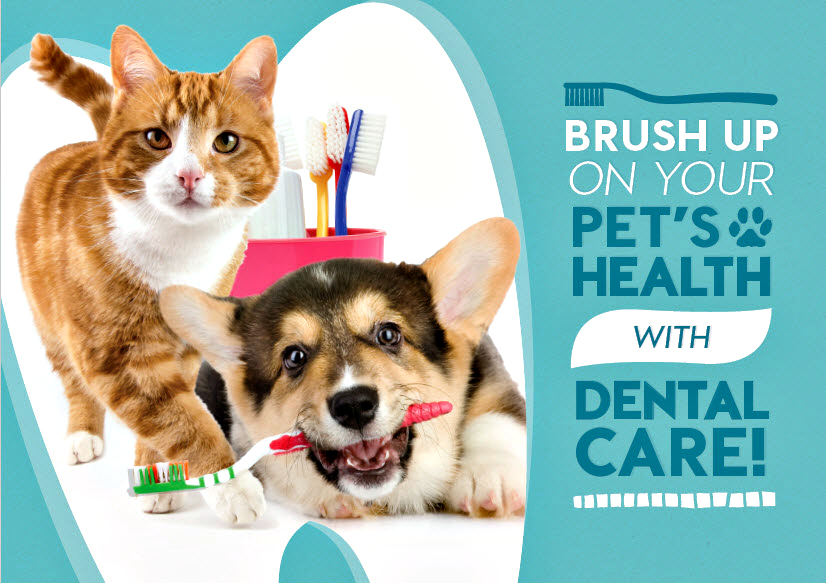 Animal Medical Clinic of Chesapeake 23320 - Brushing Teeth Animal Medical Clinic of Chesapeake 23320 - Brushing Teeth