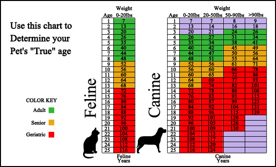 Animal Medical Clinic of Chesapeake, 921 Battlefield Blvd, Chesapeake, Va 23320 offers Veterinary Care for all Life Stages!