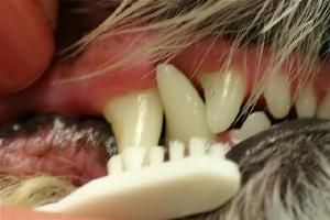 Animal Medical Clinic of Chesapeake - Brushing Teeth