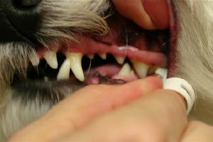 Animal Medical Clinic of Chesapeake 23320 - Brushing Teeth