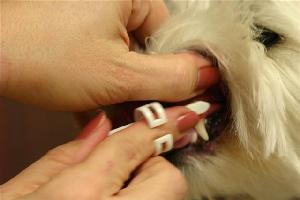 Animal Medical Clinic of Chesapeake - Finger Brush Technique