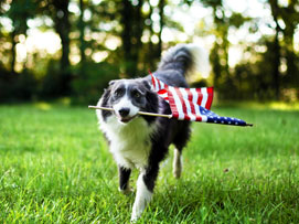 Summer Puppy Fears and Fireworks - Animal Medical Clinic of Chesapeake 921 Battlefield Blvd, Chesapeake, Va 23320 Summer Puppy Fears and Fireworks - Animal Medical Clinic of Chesapeake 921 Battlefield Blvd, Chesapeake, Va 23320
