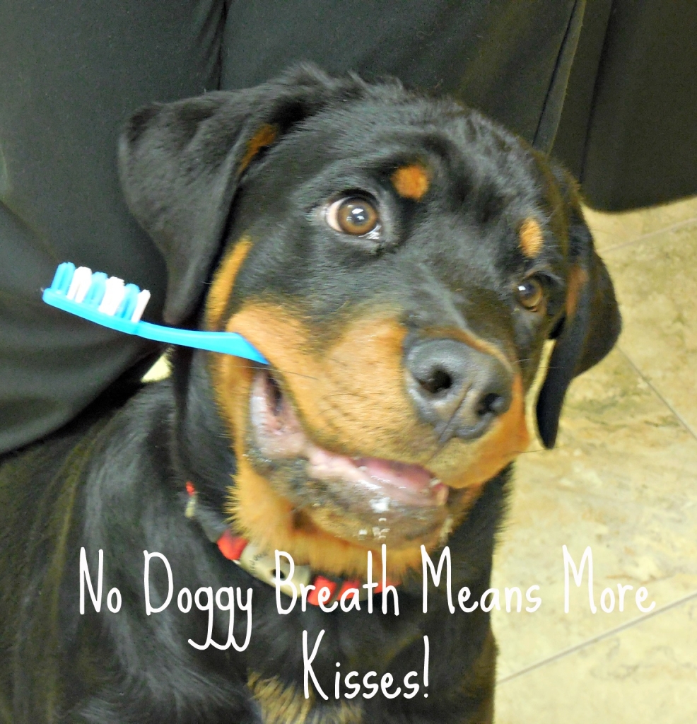 Animal Medical Clinic of Chesapeake, 921 Battlefield Blvd, Chesapeake, Va 23320 provides Veterinary Advice on Brushing Your Pet's Teeth