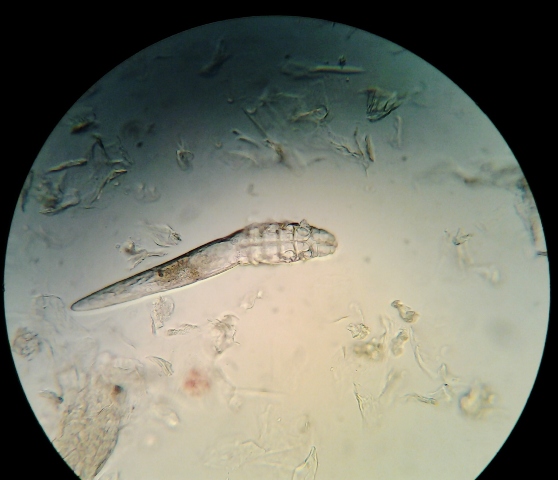 Animal Medical Clinic of Chesapeake, 921 Battlefield Blvd, Chesapeake, VA 23320 offers Lab Services to identify Demodex Mange