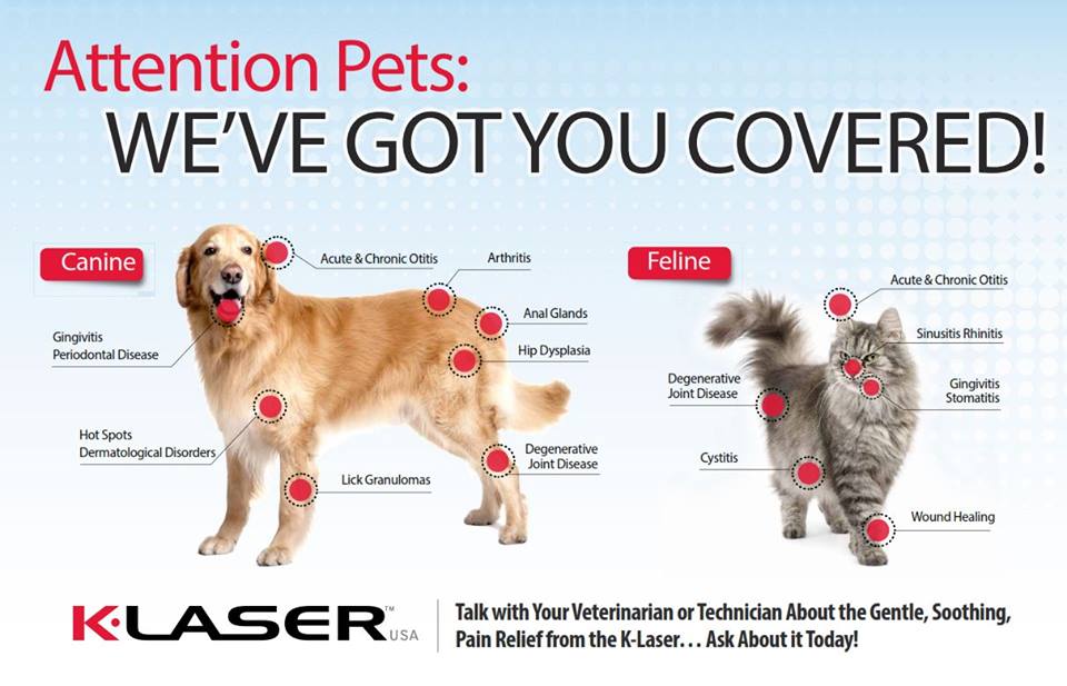Animal Medical Clinic of Chesapeake - We offer Laser Therapy for the Benefits to our patients!