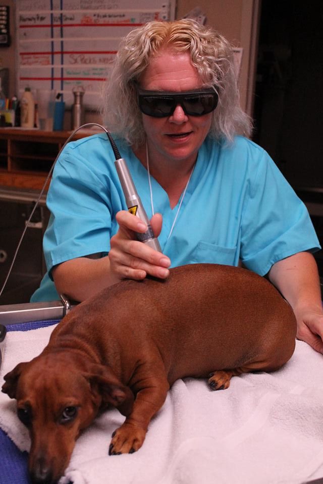 Animal Medical of Chesapeake, 921 Battlefield Blvd, Chesapeake, Va - Janette provides Laser therapy to a patient!