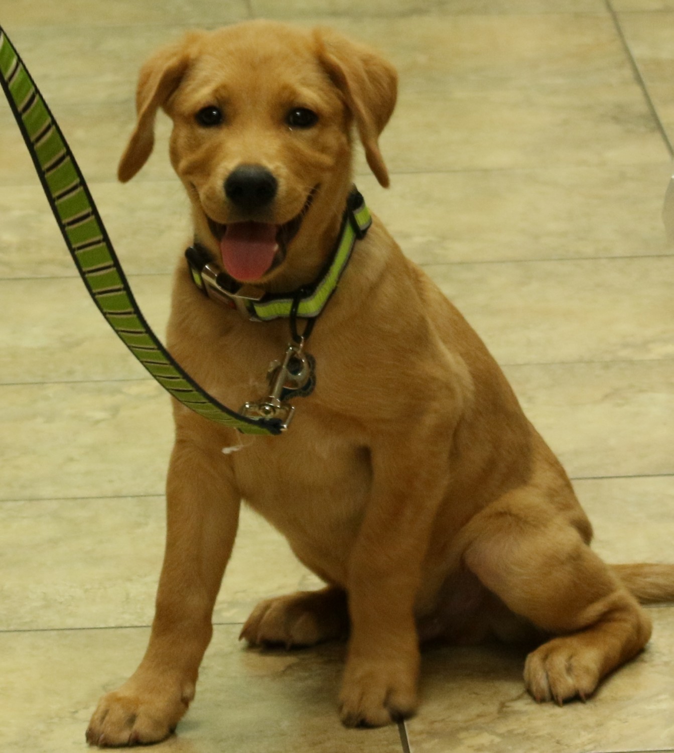 Animal Medical Clinic of Chesapeake - 921 Battlefield Blvd, Chesapeake, Va 23320 - Veterinary care makes for Happy pets visits!