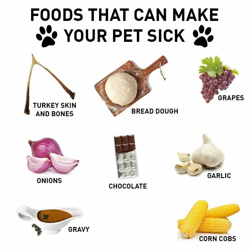 Animal Medical of Chesapeake wants to help you Poison Proof your Home in Hampton Roads, Virginia