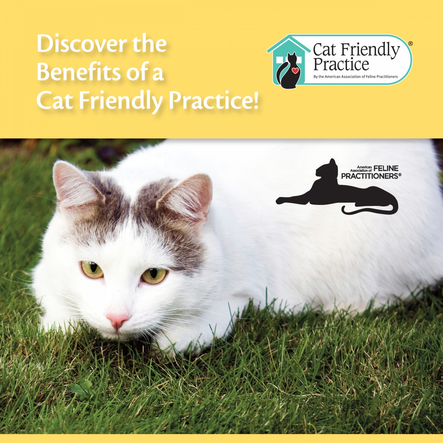 Animal Medical of Chesapeake 23320 is a Cat Friendly Practice