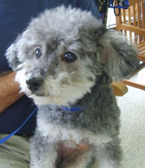 Daisy likes her Laser Therapy at Animal Medical of Chesapeake, 921 Battlefield Blvd, Chesapeake, Va 23320