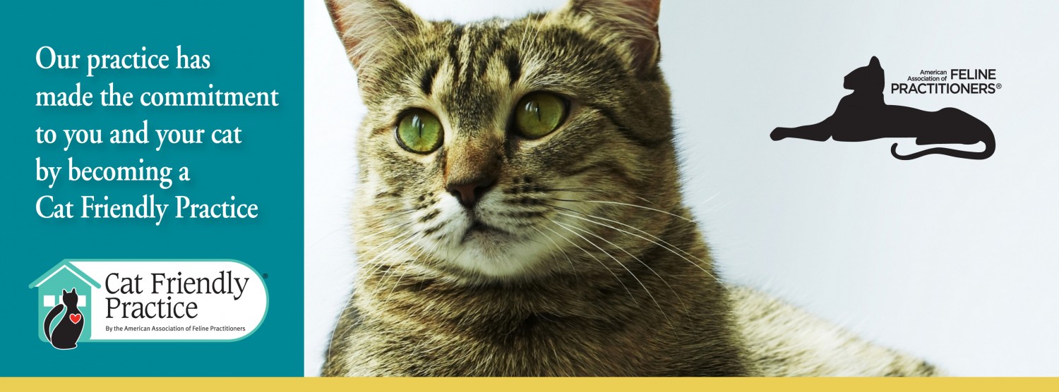 Animal Medical of Chesapeake, 23320, is a Certified Cat Friendly Practice