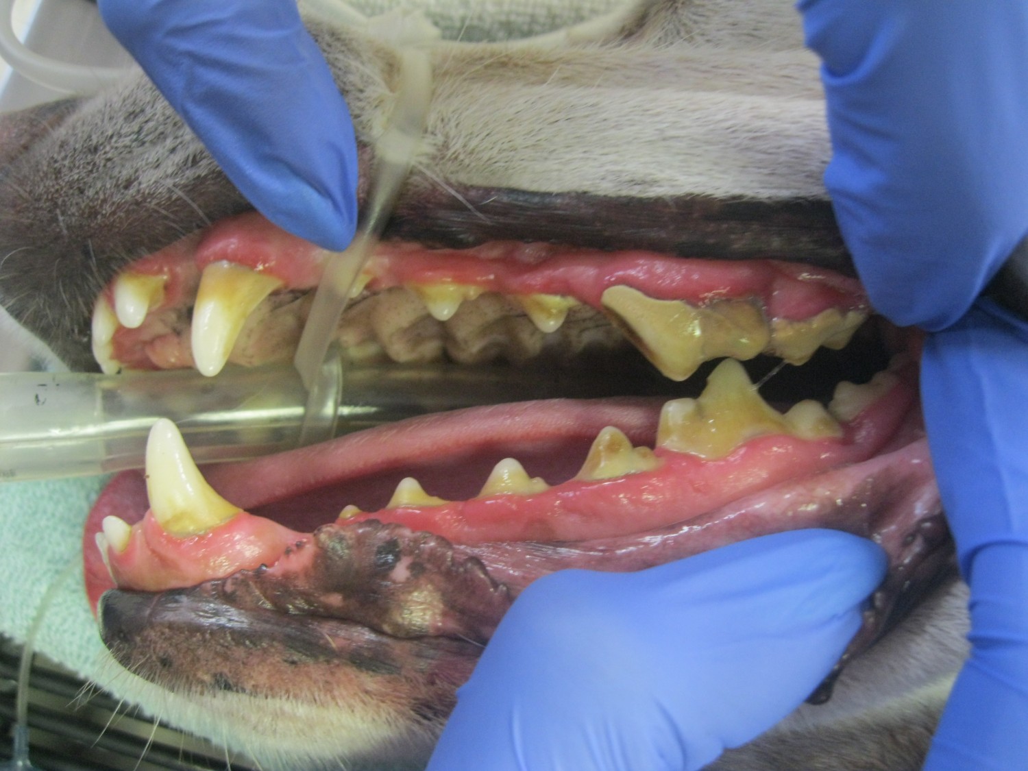 Animal Medical Clinic of Chesapeake, 921 Battlefield Blvd, Chesapeake, Va 23320 - Dental Disease before Cleaning