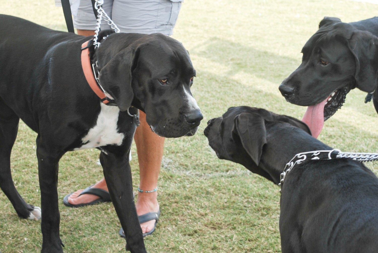 Animal Medical Clinic of Chesapeake 921 Battlefield Blvd, Chesapeake, Va 23320 - Dog Park Meet and Greet