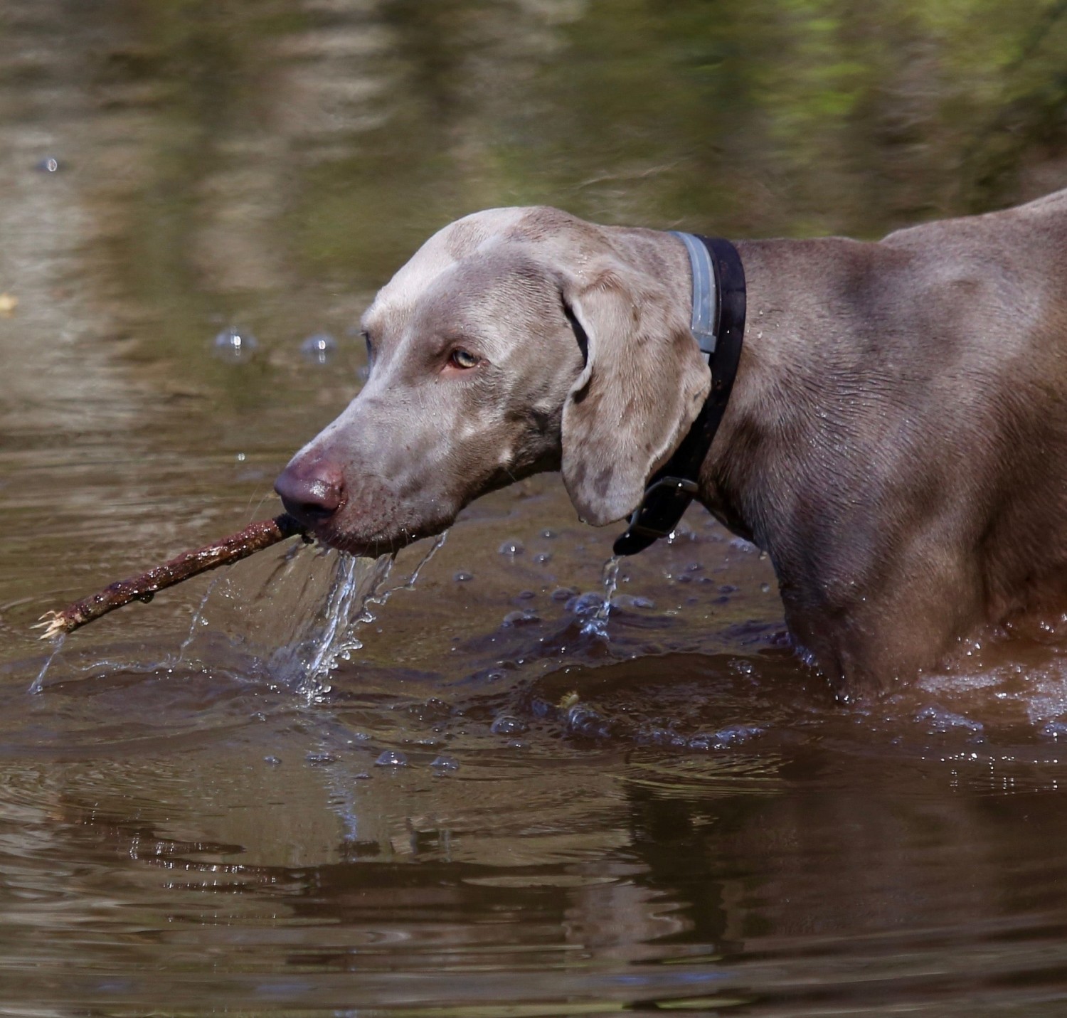 Sydney, Veterinary Assistant Sydney, Veterinary Assistant