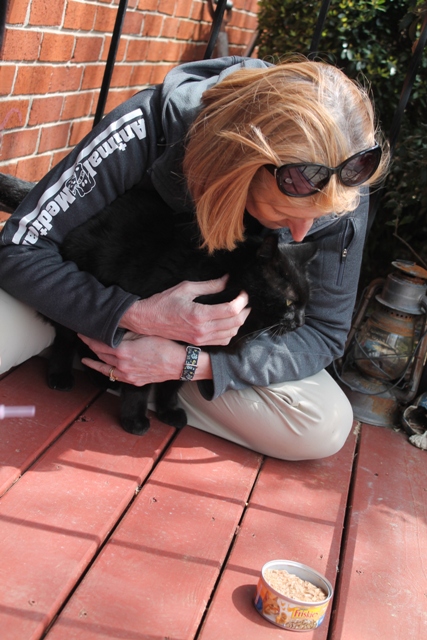 Dr. Carrico helping a stray cat